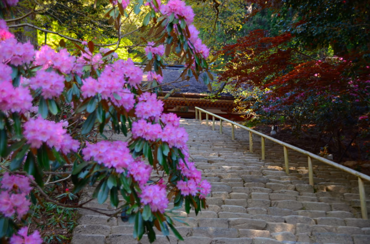 投稿写真：室生寺　石楠花石段