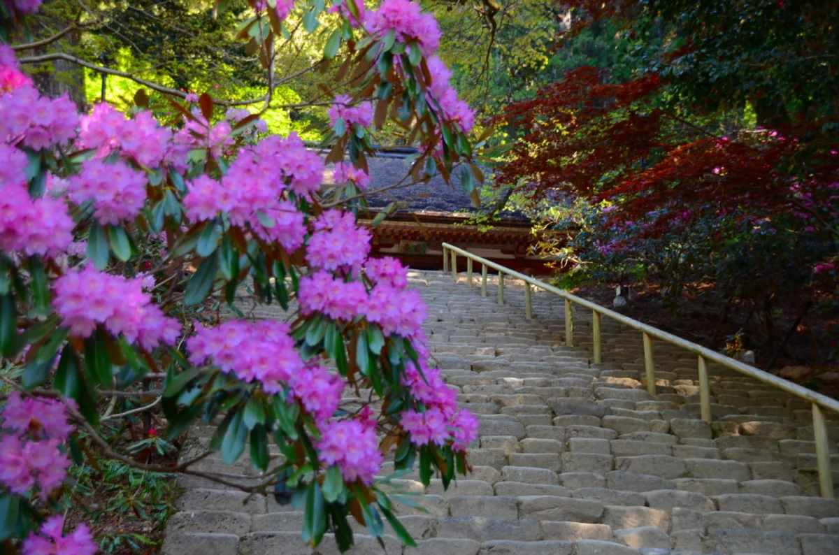 投稿写真：室生寺　石楠花石段