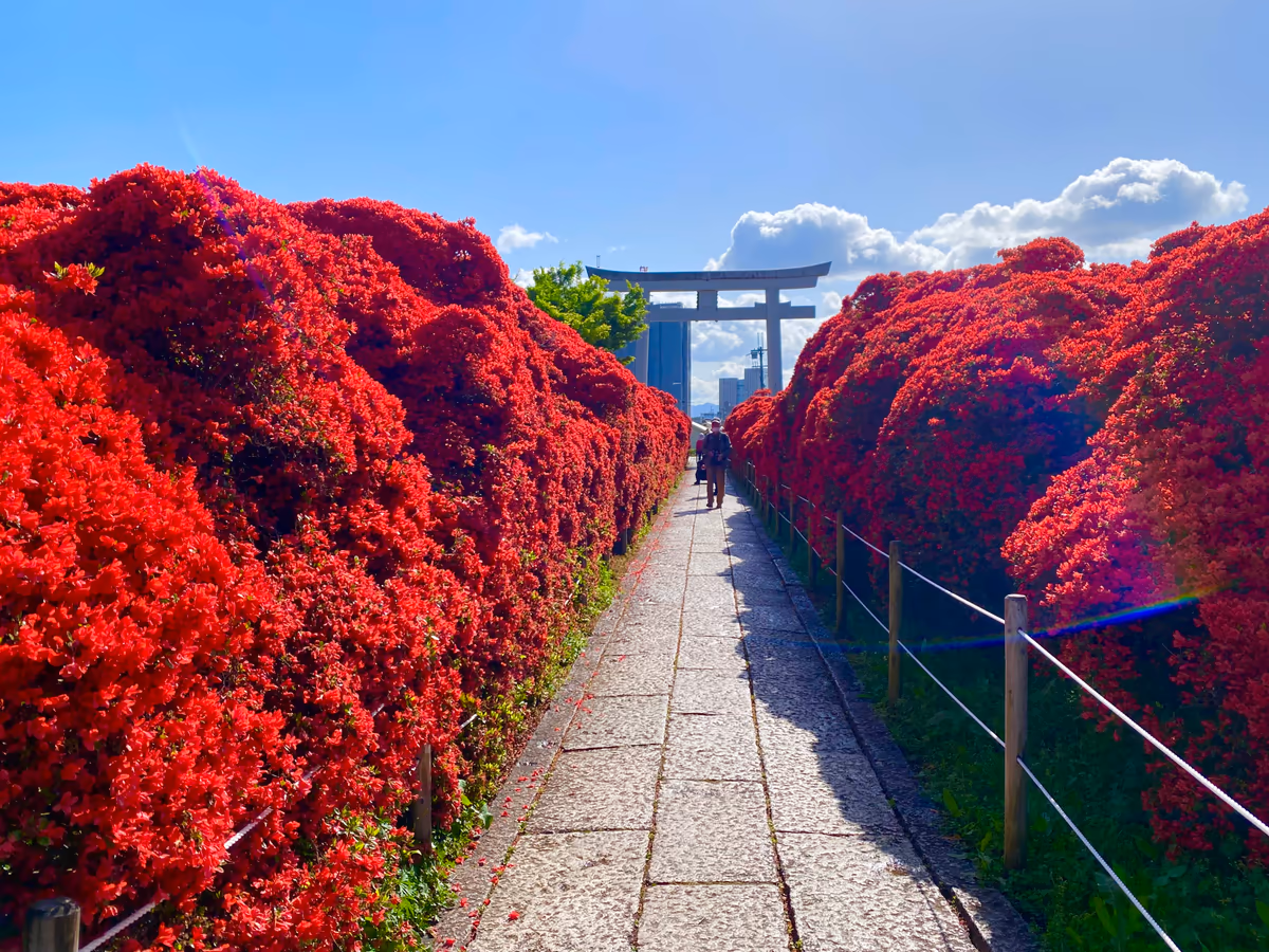 投稿写真：真紅の回廊❣️樹齢百数十年キリシマツツジ