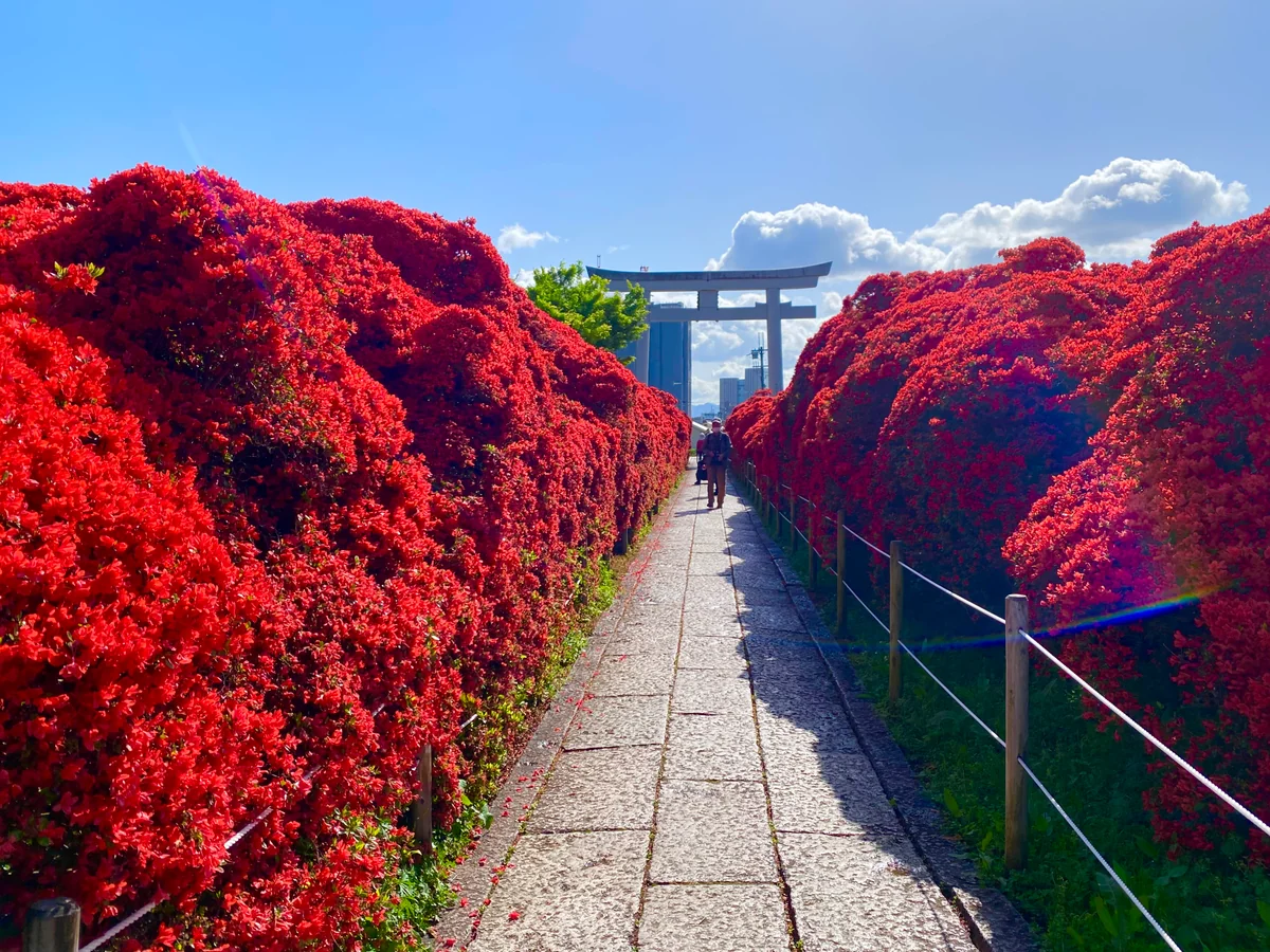 投稿写真：真紅の回廊❣️樹齢百数十年キリシマツツジ
