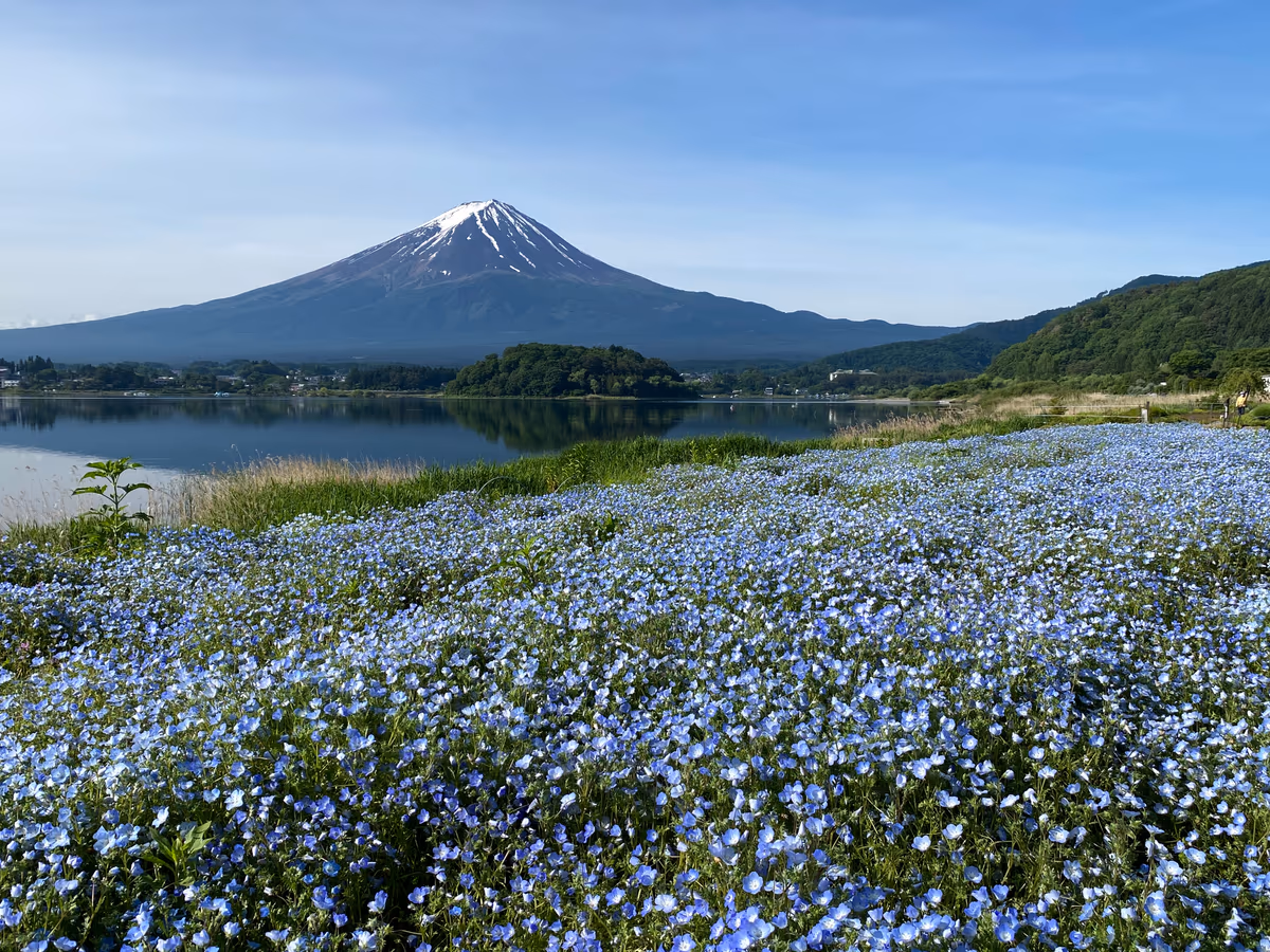 投稿写真：ネモフィラと富士