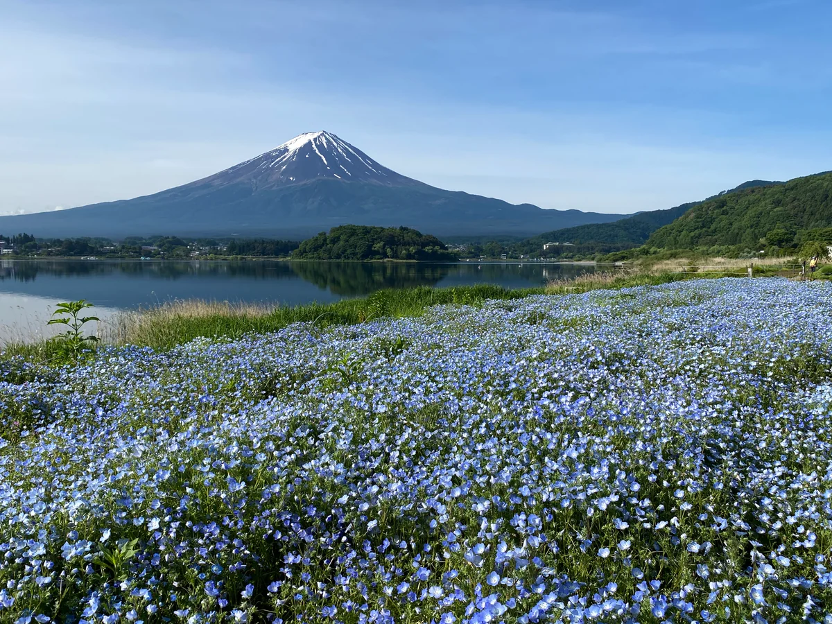 投稿写真：ネモフィラと富士
