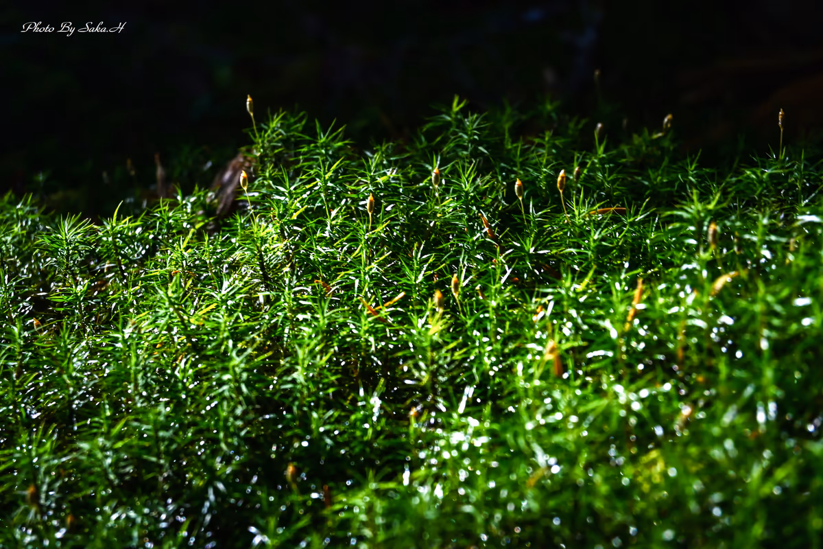 投稿写真：苔の森