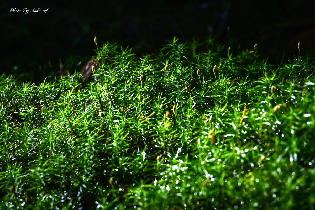 投稿写真：苔の森
