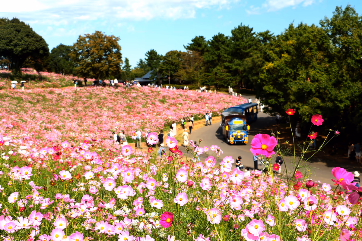 投稿写真：秋桜