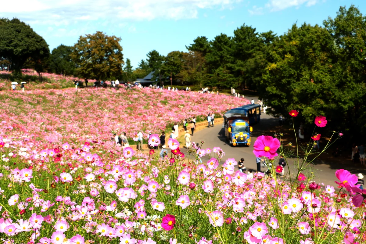 投稿写真：秋桜