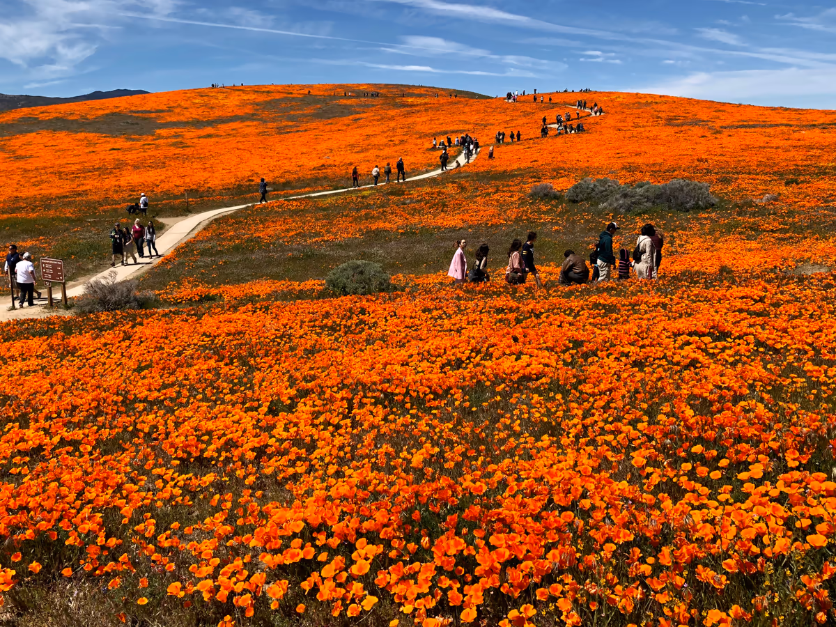 投稿写真：カリフォルニアポピーの丘