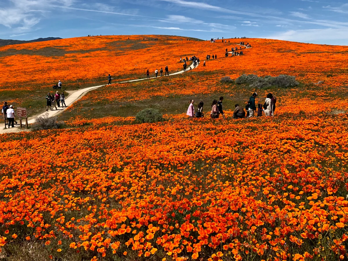 投稿写真：カリフォルニアポピーの丘