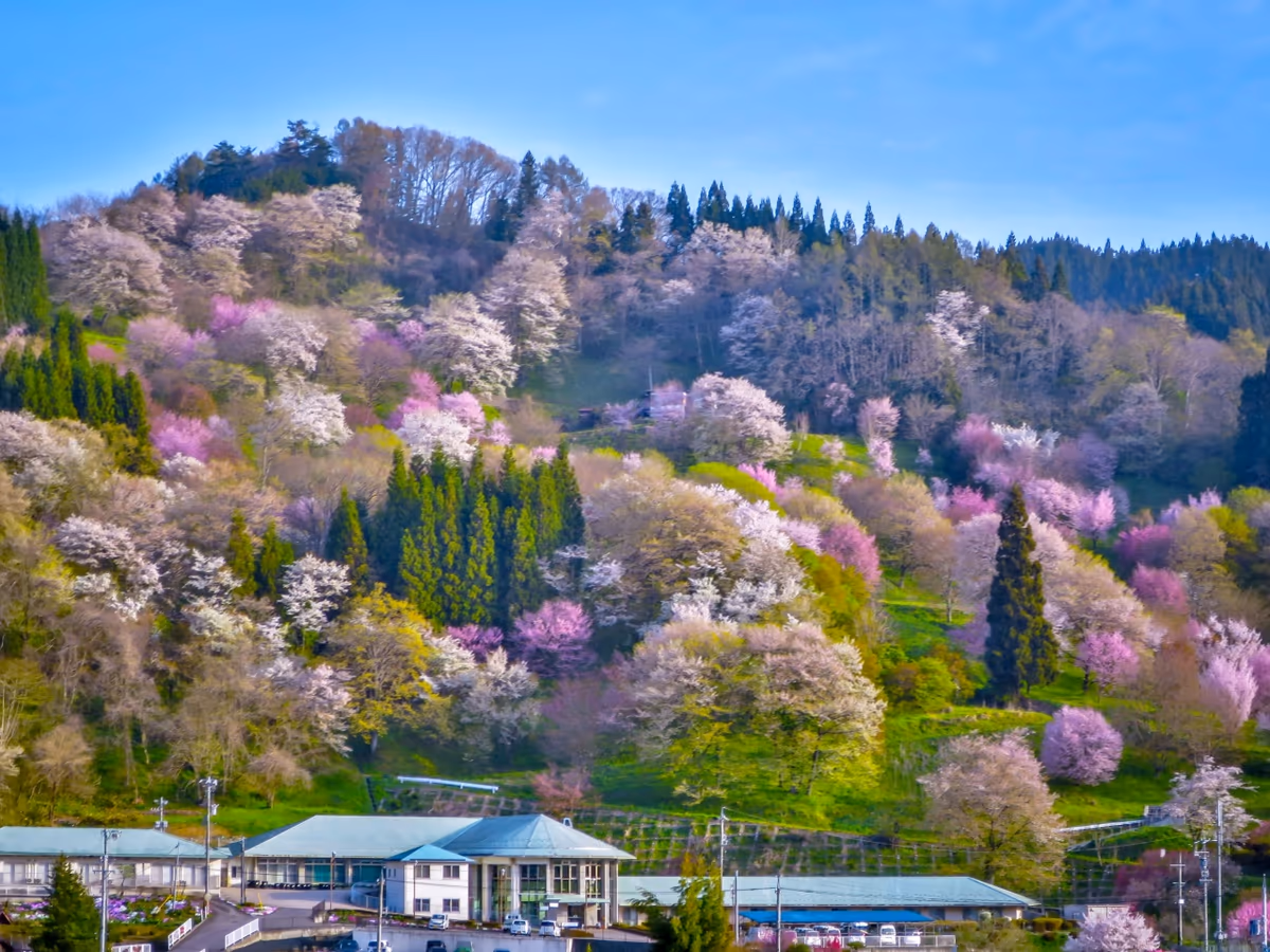 投稿写真：二反田の桜