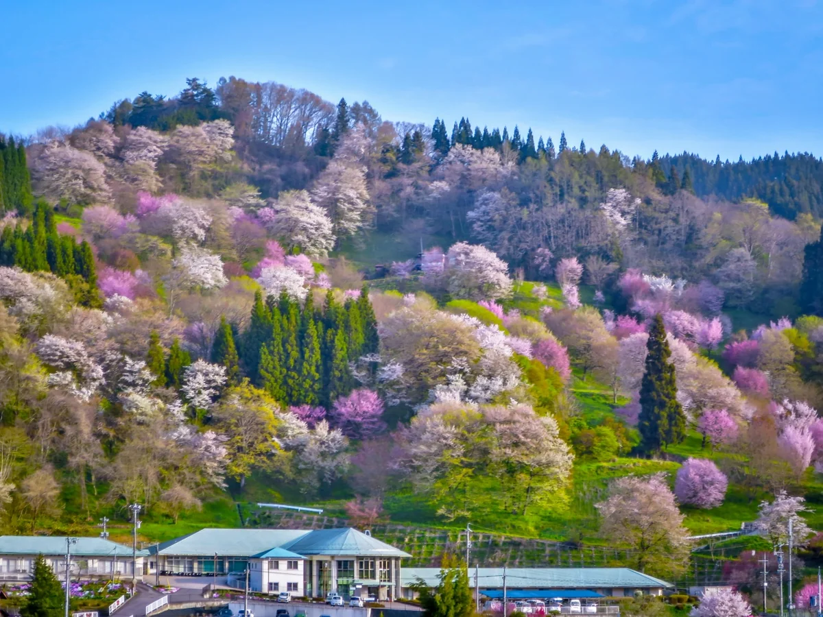 投稿写真：二反田の桜
