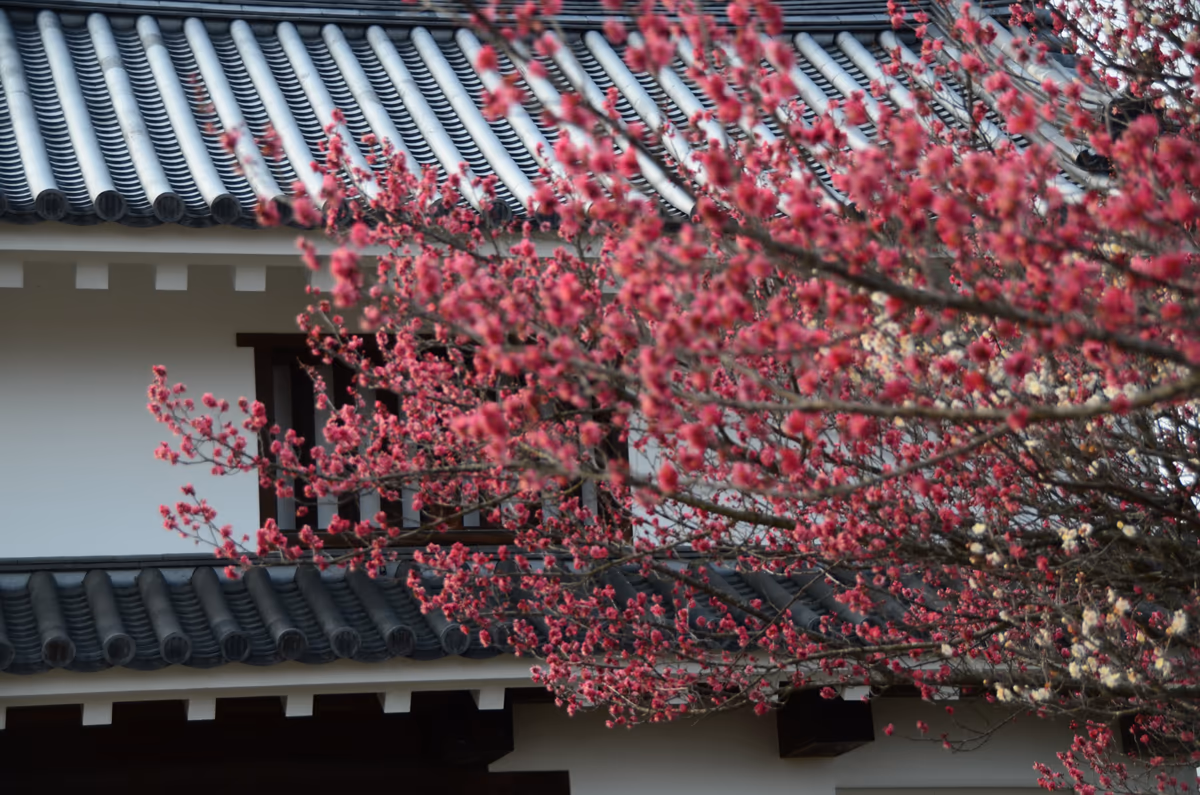 投稿写真：白石城の梅の花