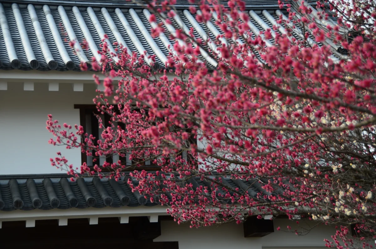 投稿写真：白石城の梅の花