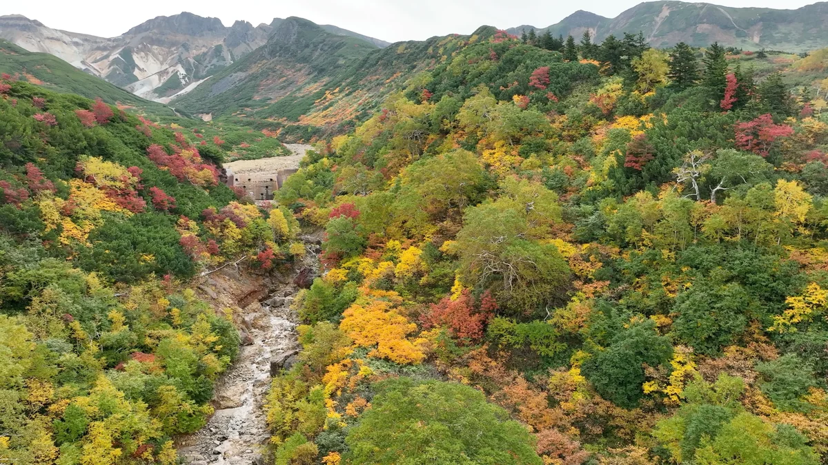 投稿写真：十勝岳温泉郷と紅葉