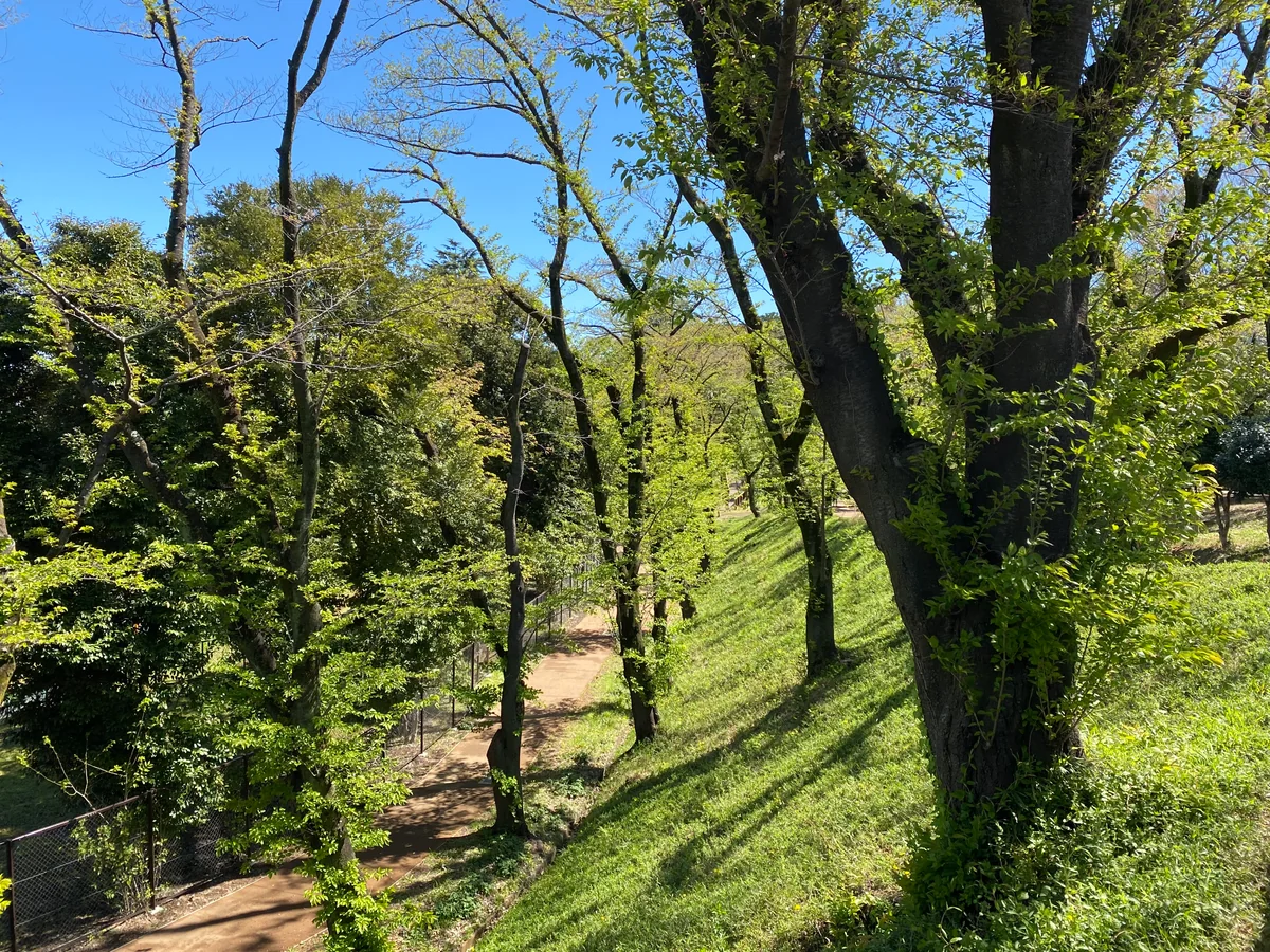 投稿写真：新緑