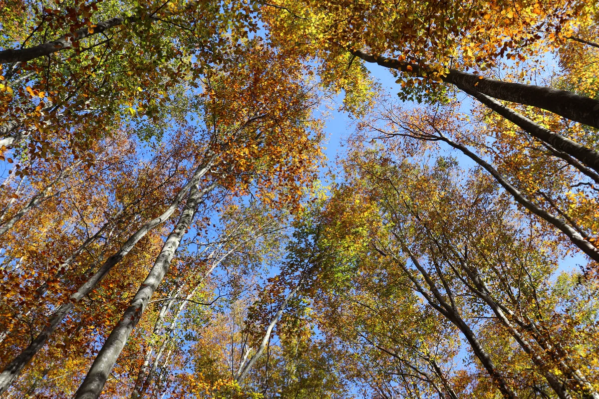 投稿写真：美人林