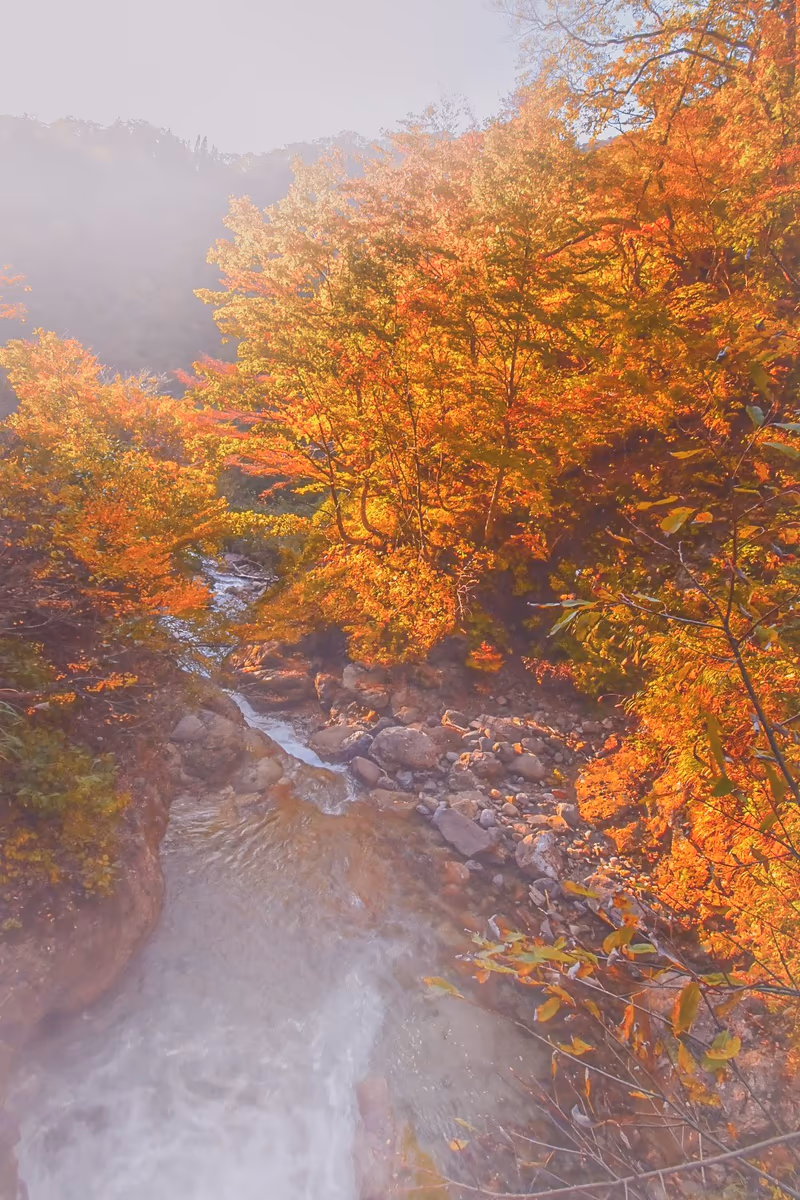 投稿写真：紅葉