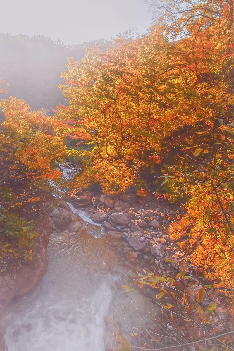 投稿写真：紅葉
