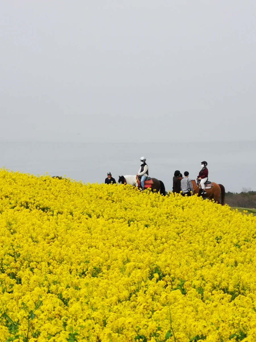 投稿写真：淡路の春