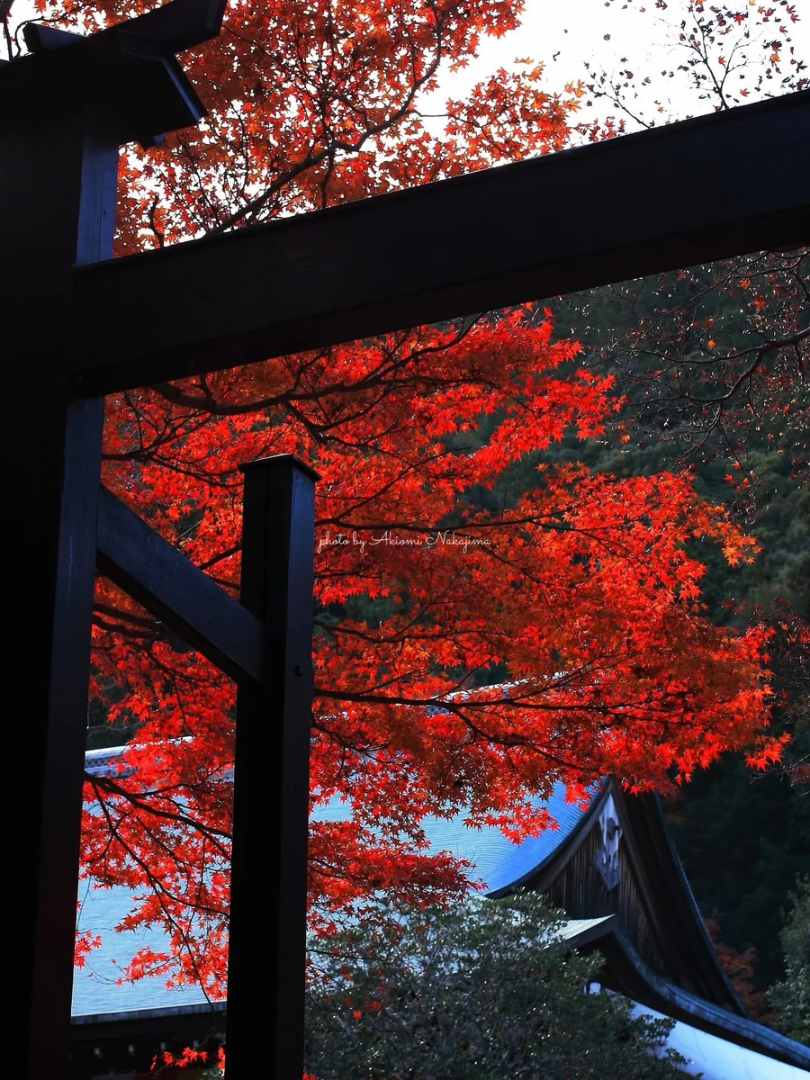 投稿写真：二尊院のもみじ