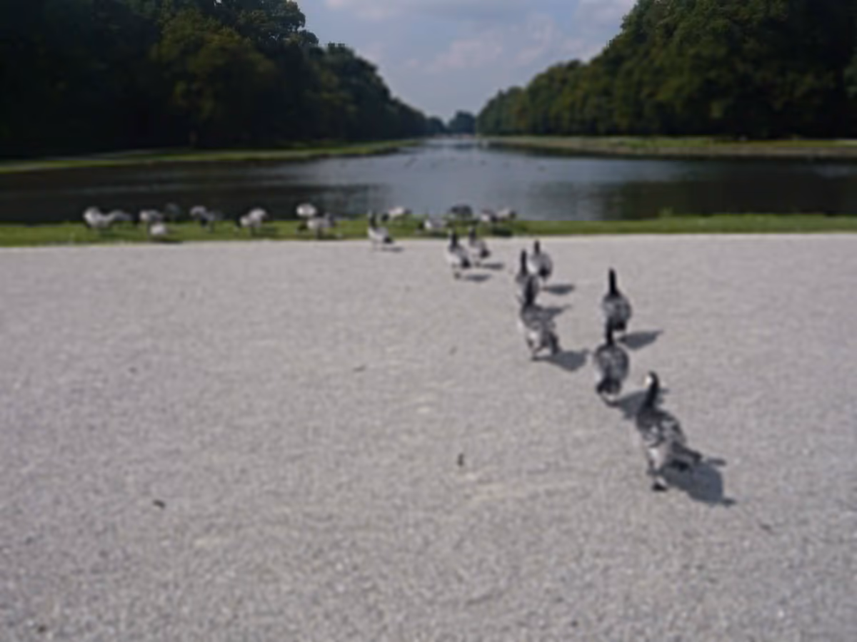 投稿写真：カモの行進🐾🐤