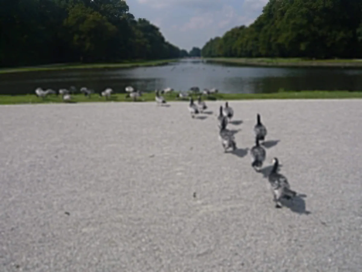 投稿写真：カモの行進🐾🐤