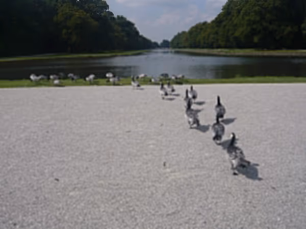 投稿：カモの行進🐾🐤