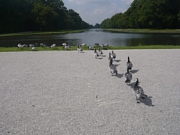 投稿：カモの行進🐾🐤