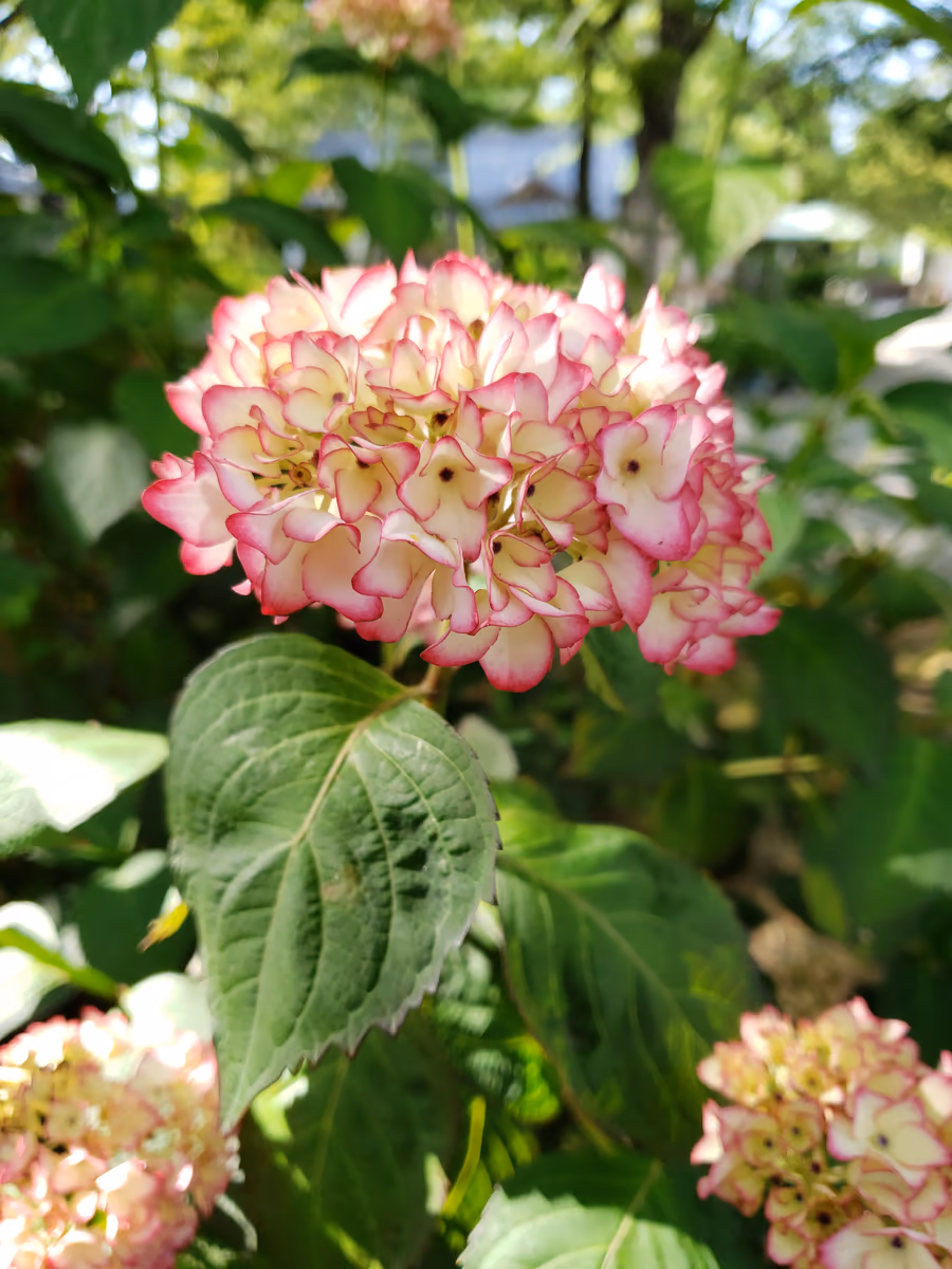 投稿写真：紫陽花