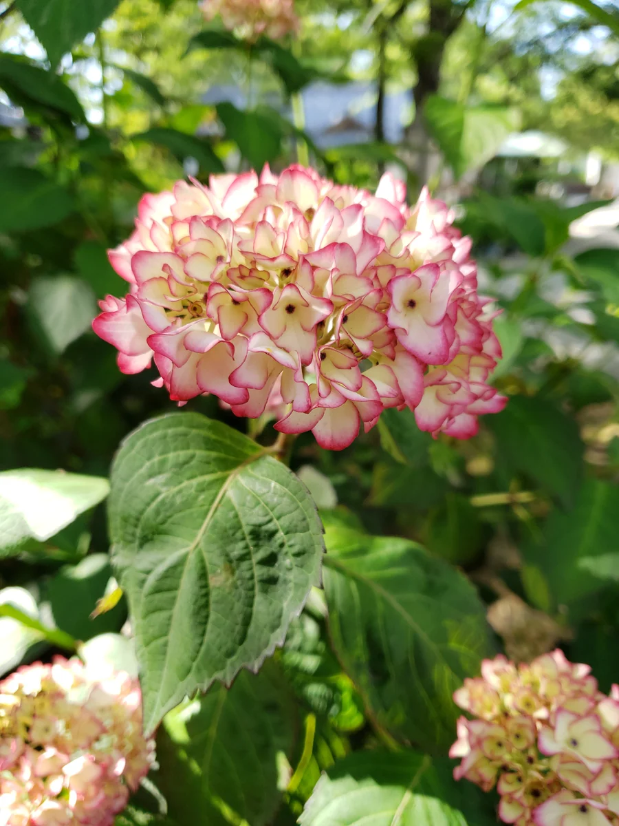 投稿写真：紫陽花