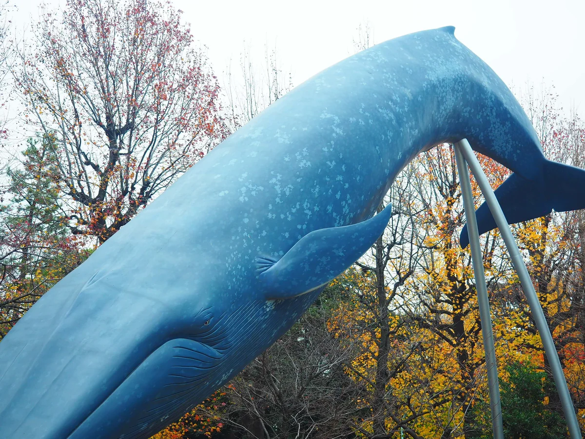 投稿写真：実物大シロナガスクジラ