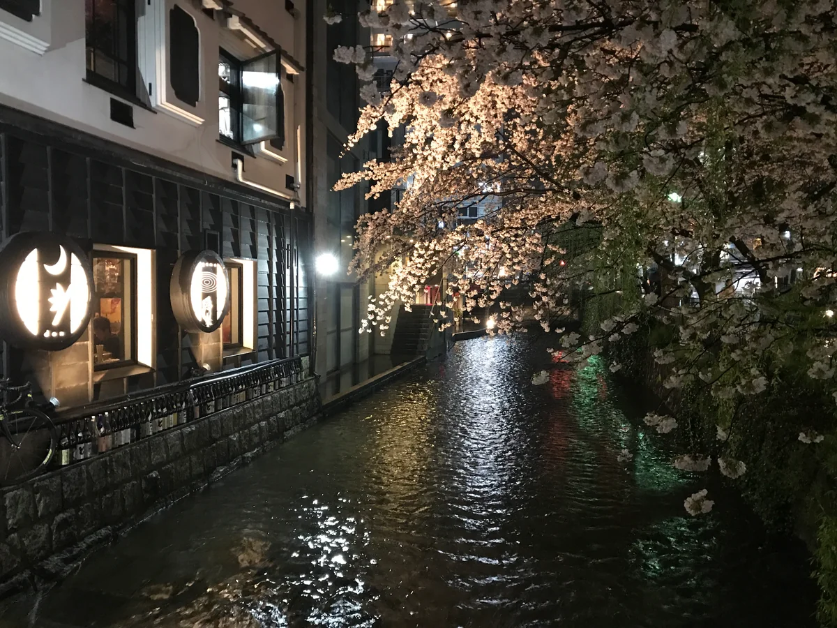投稿写真：高瀬川の夜桜