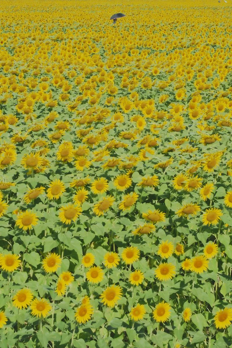 投稿写真：ひまわりの海