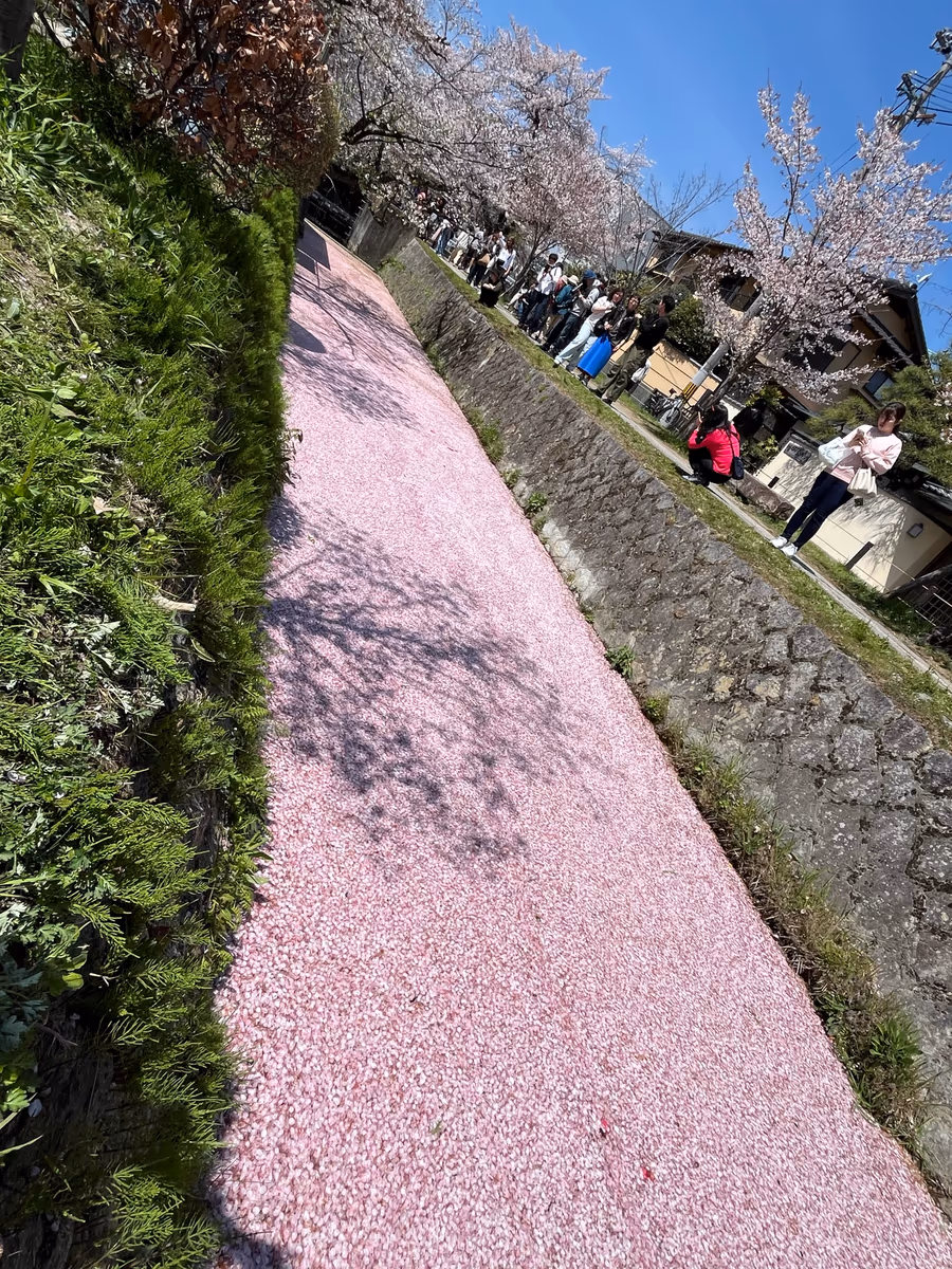 投稿写真：哲学の道の花筏