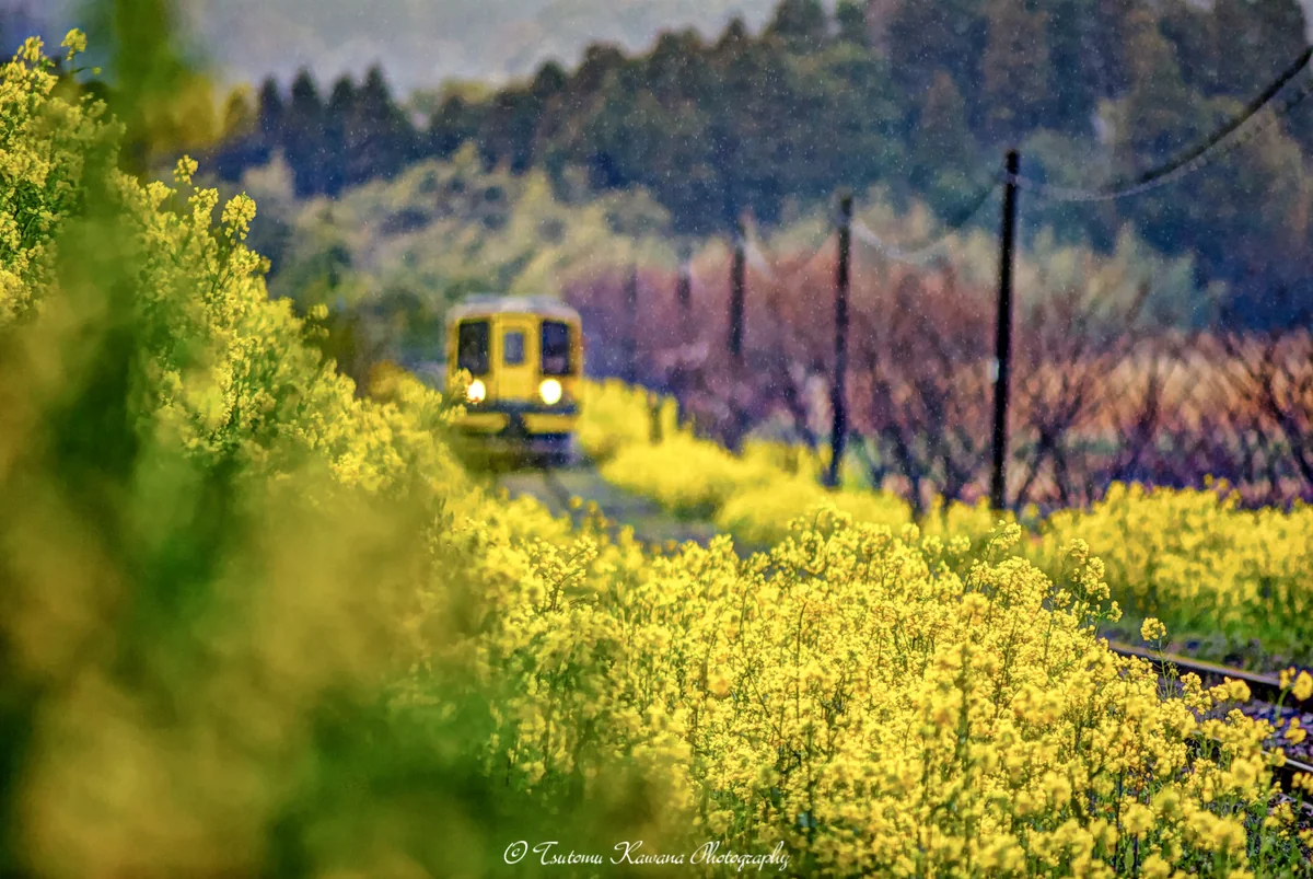 投稿写真：菜種梅雨に煙る、揺らぐ列車見ゆ。