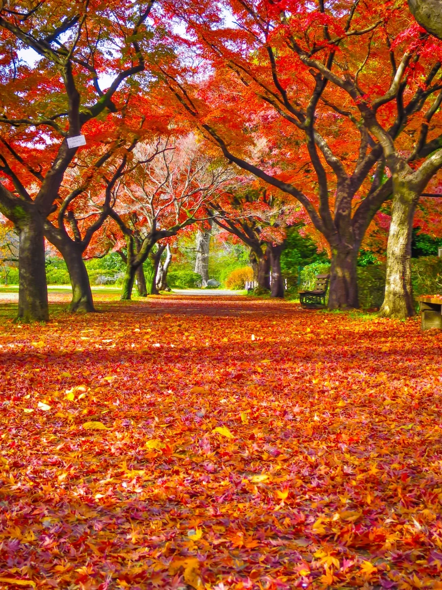 投稿写真：もみじの紅葉と赤い落葉の絨毯