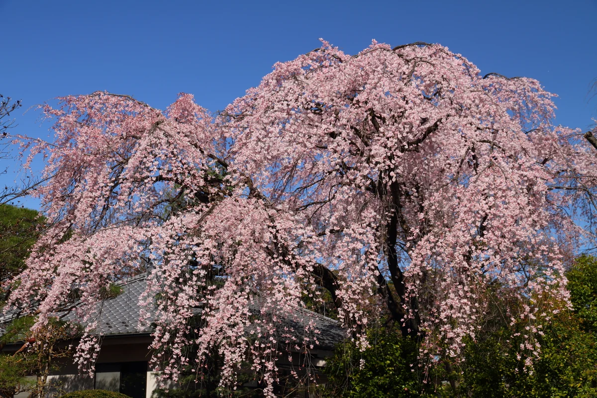 投稿写真：中院のしだれ桜