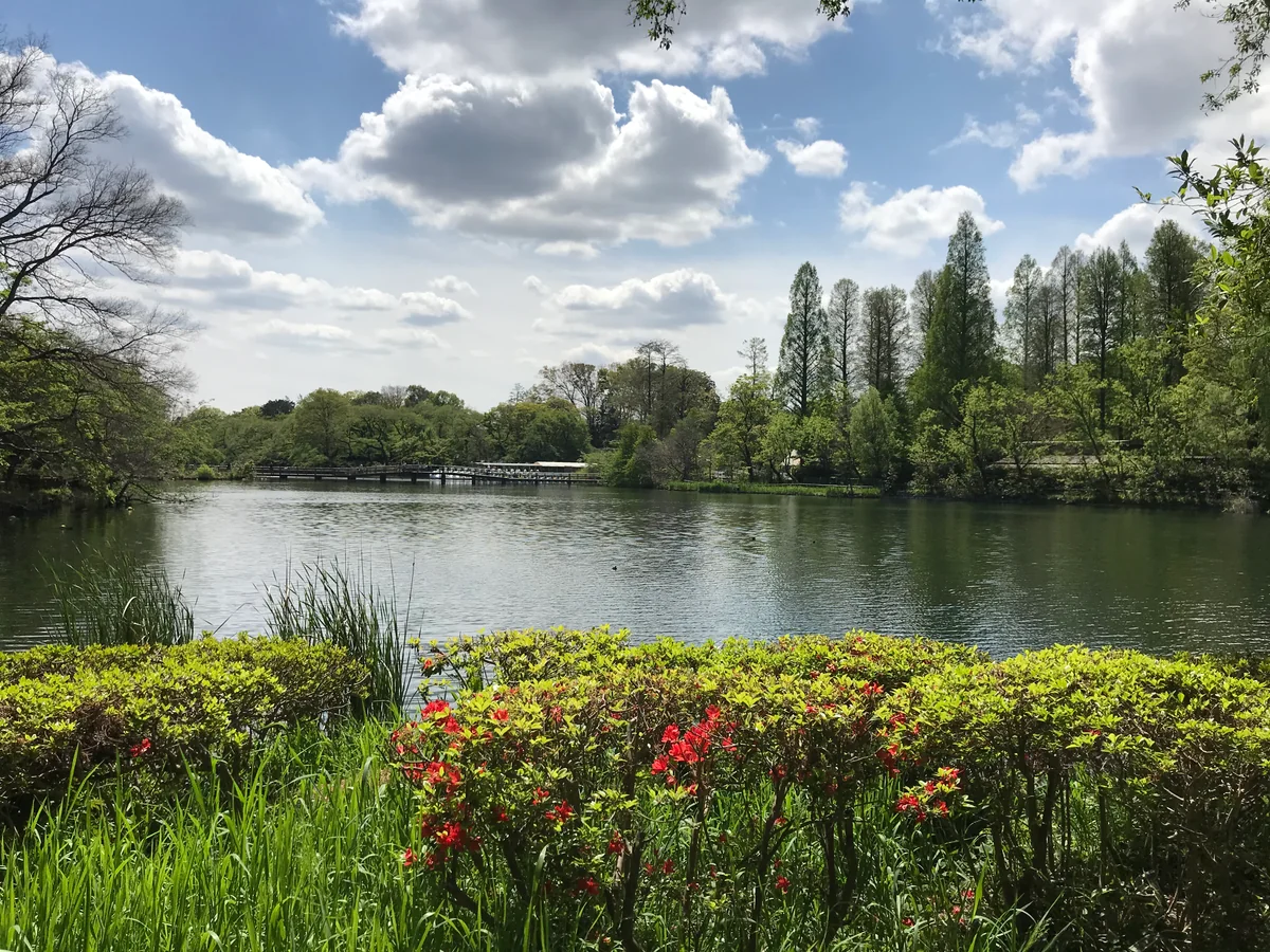 投稿写真：井の頭公園