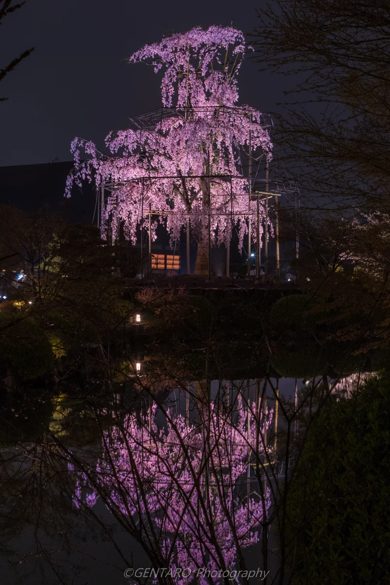 投稿写真：桜のリフレクション