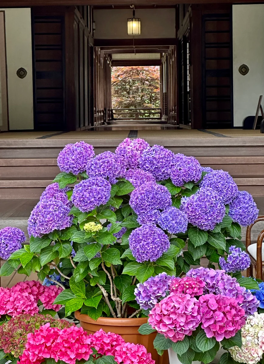 投稿写真：奈良　長谷寺