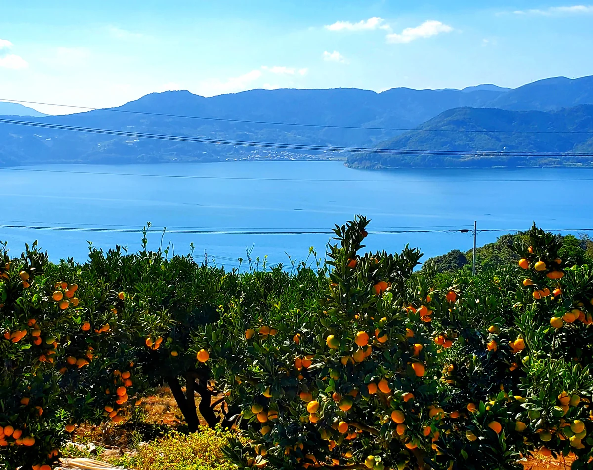 投稿写真：みかん畑と大村湾