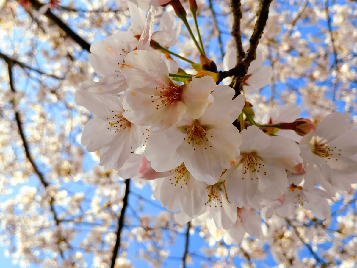 投稿写真：桜満開
