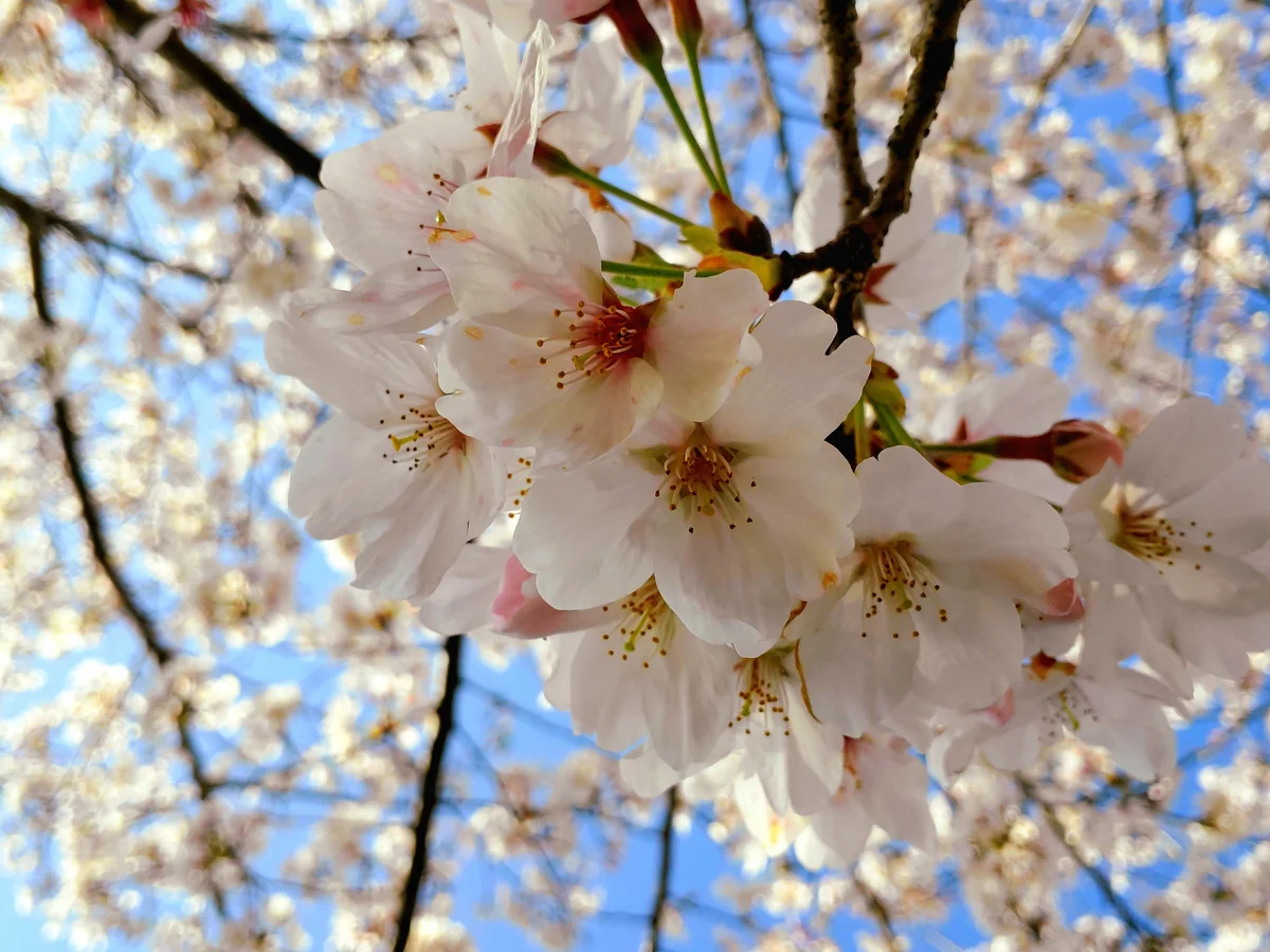 投稿写真：桜満開