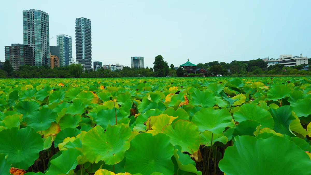 投稿写真：不忍池　蓮の葉