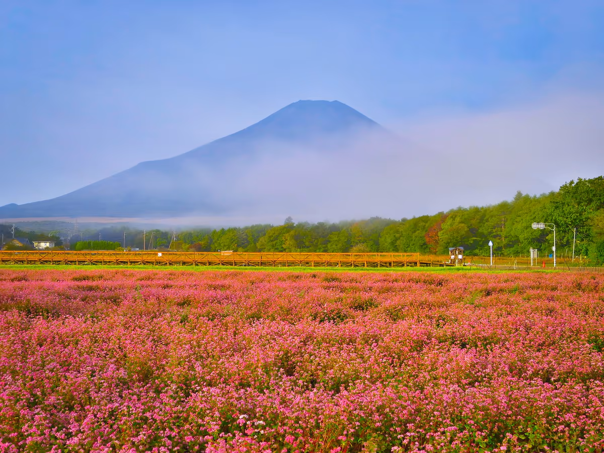 投稿写真：赤そばと雨上がり後の富士山