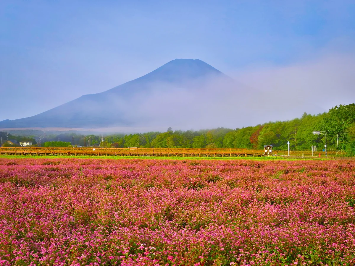 投稿写真：赤そばと雨上がり後の富士山