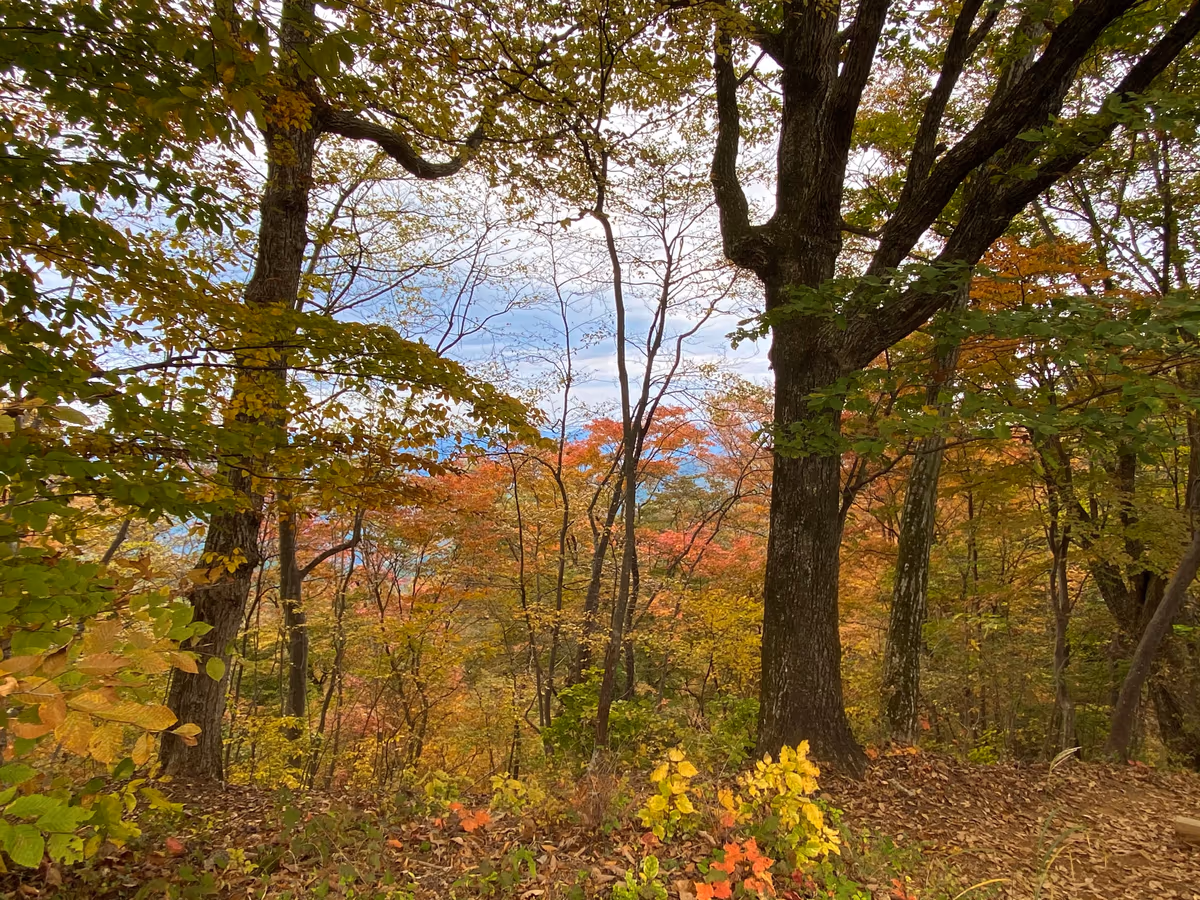 投稿写真：紅葉グラデーション3
