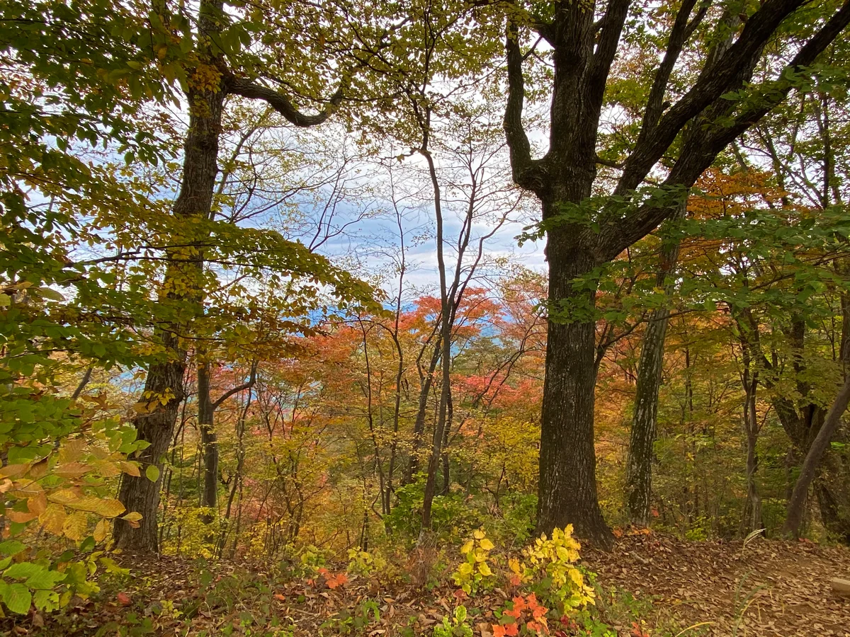 投稿写真：紅葉グラデーション3