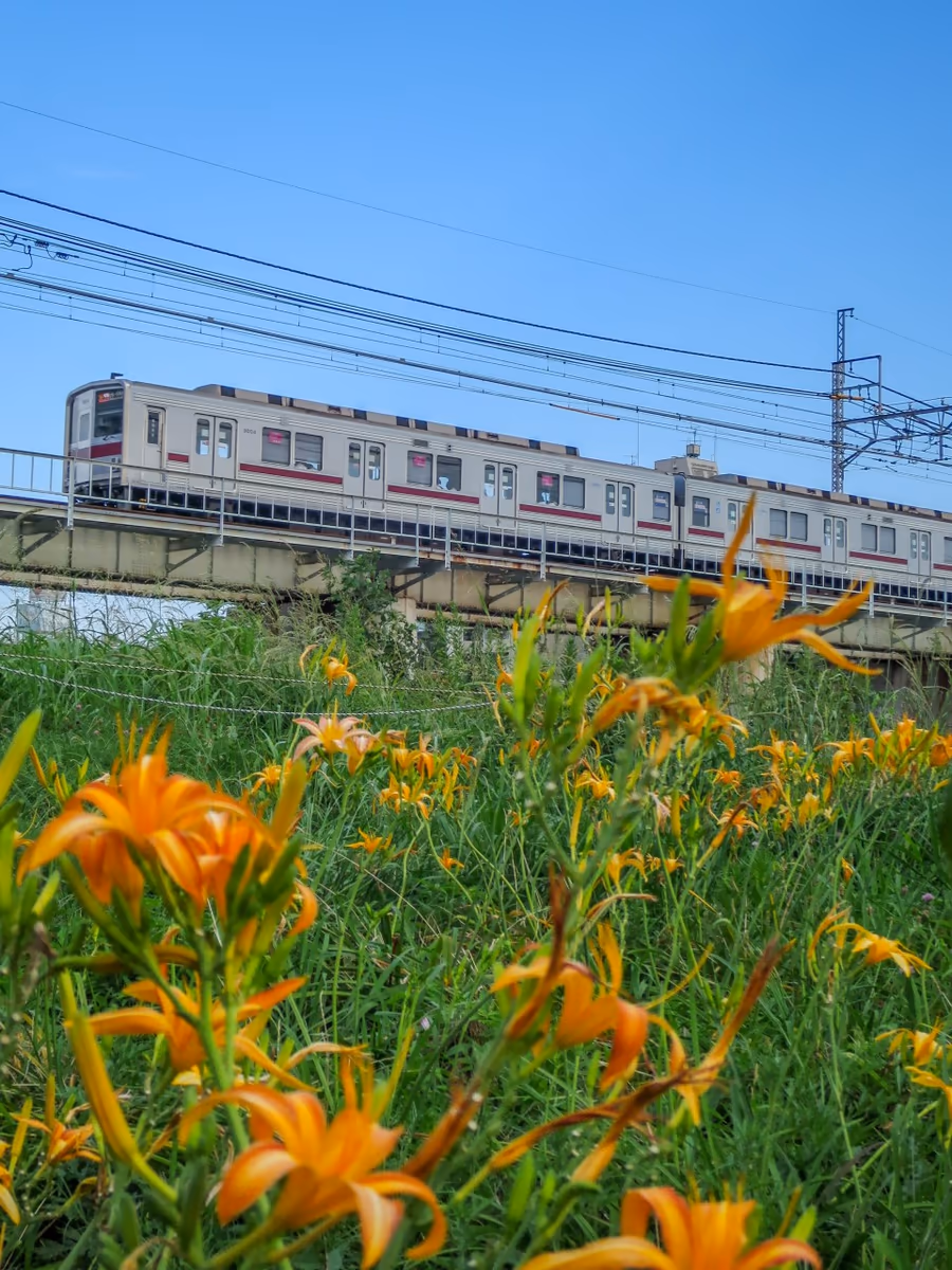 投稿写真：ハマカンゾウと東横線電車