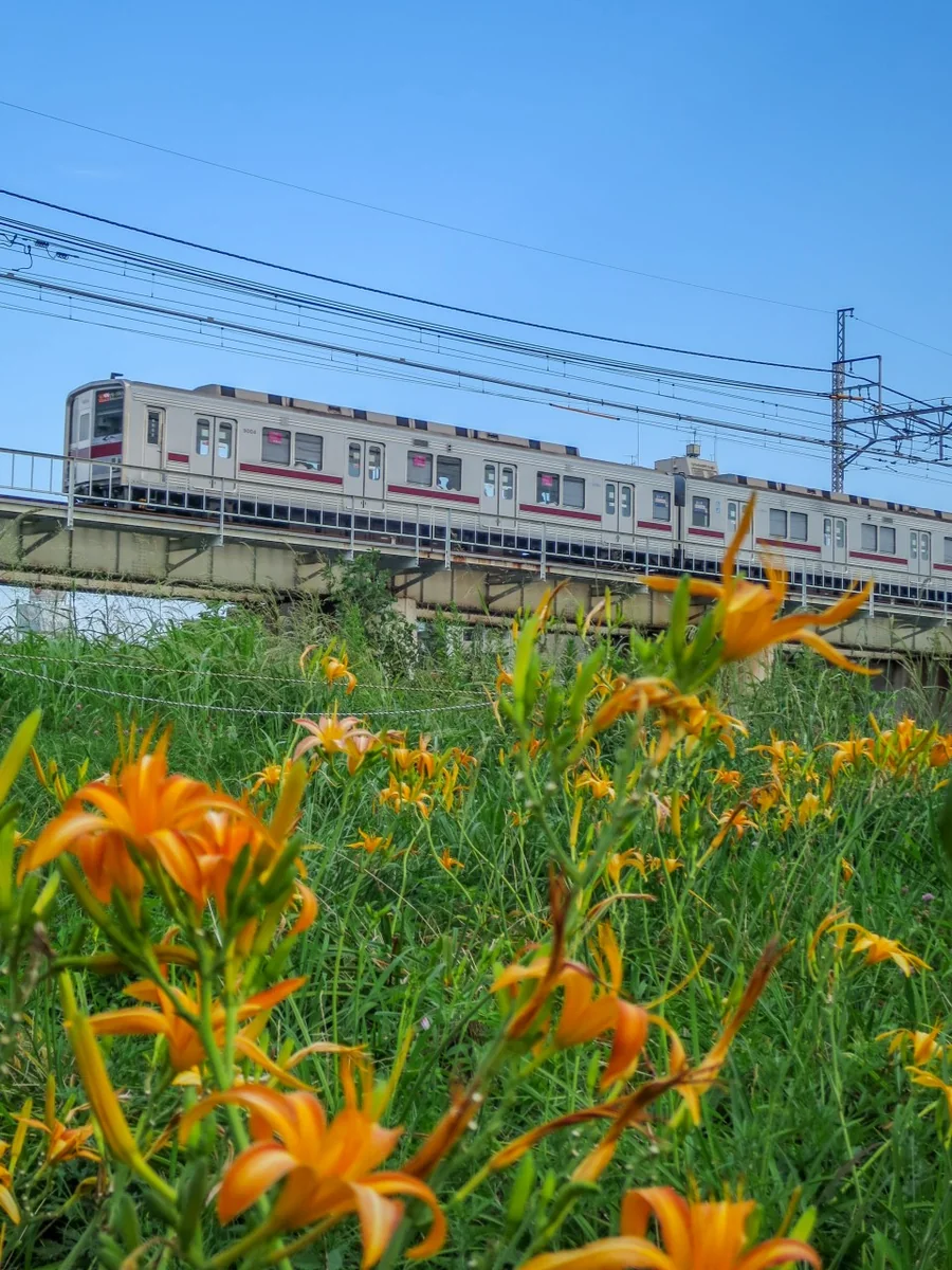 投稿写真：ハマカンゾウと東横線電車