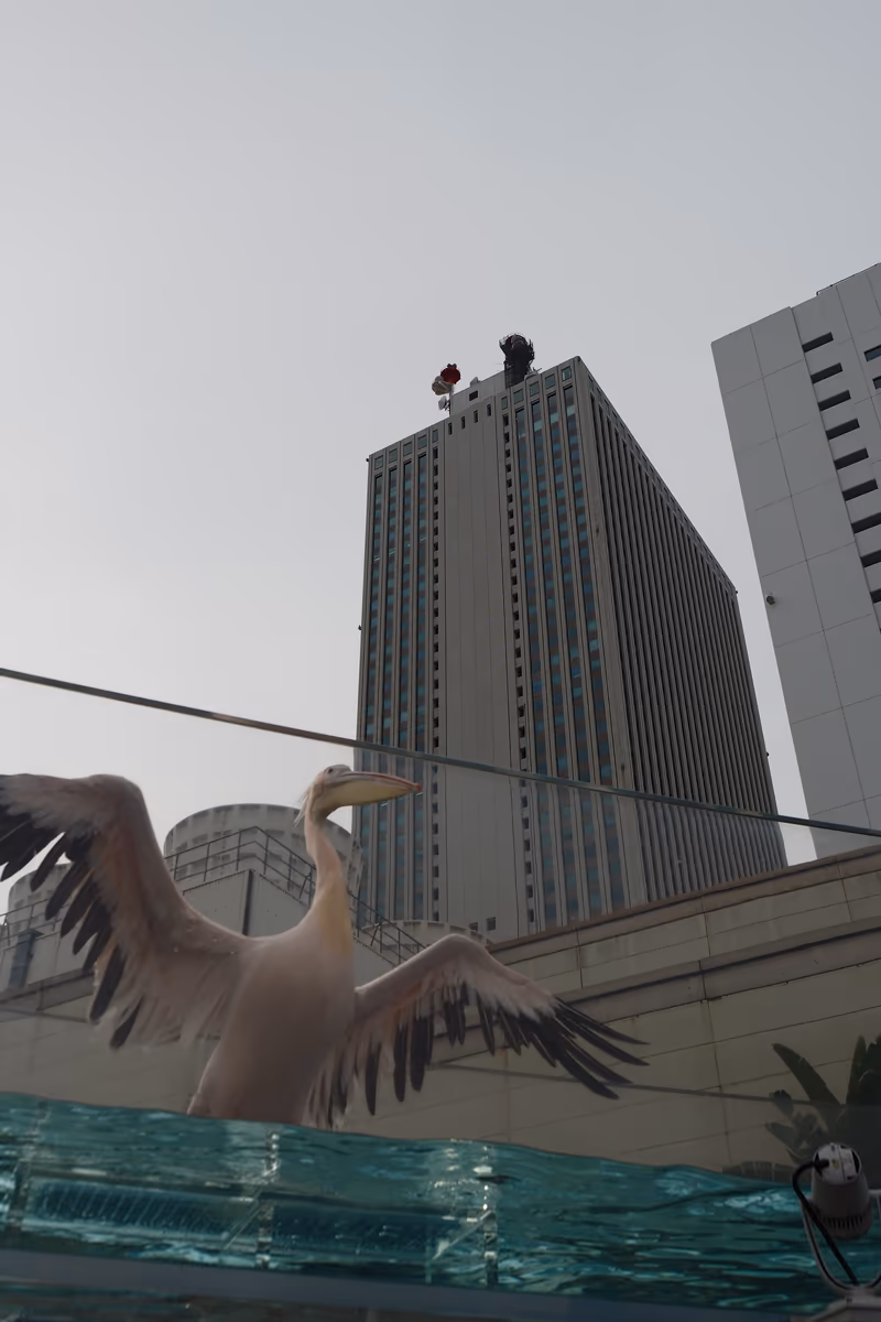 投稿写真：ペリカン